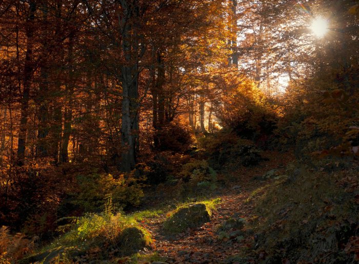 Late-day sunlight creates dark shadows in a forest in the fall.