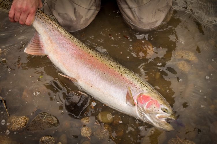An Overview of Steelhead Fishing in the Pacific Northwest
