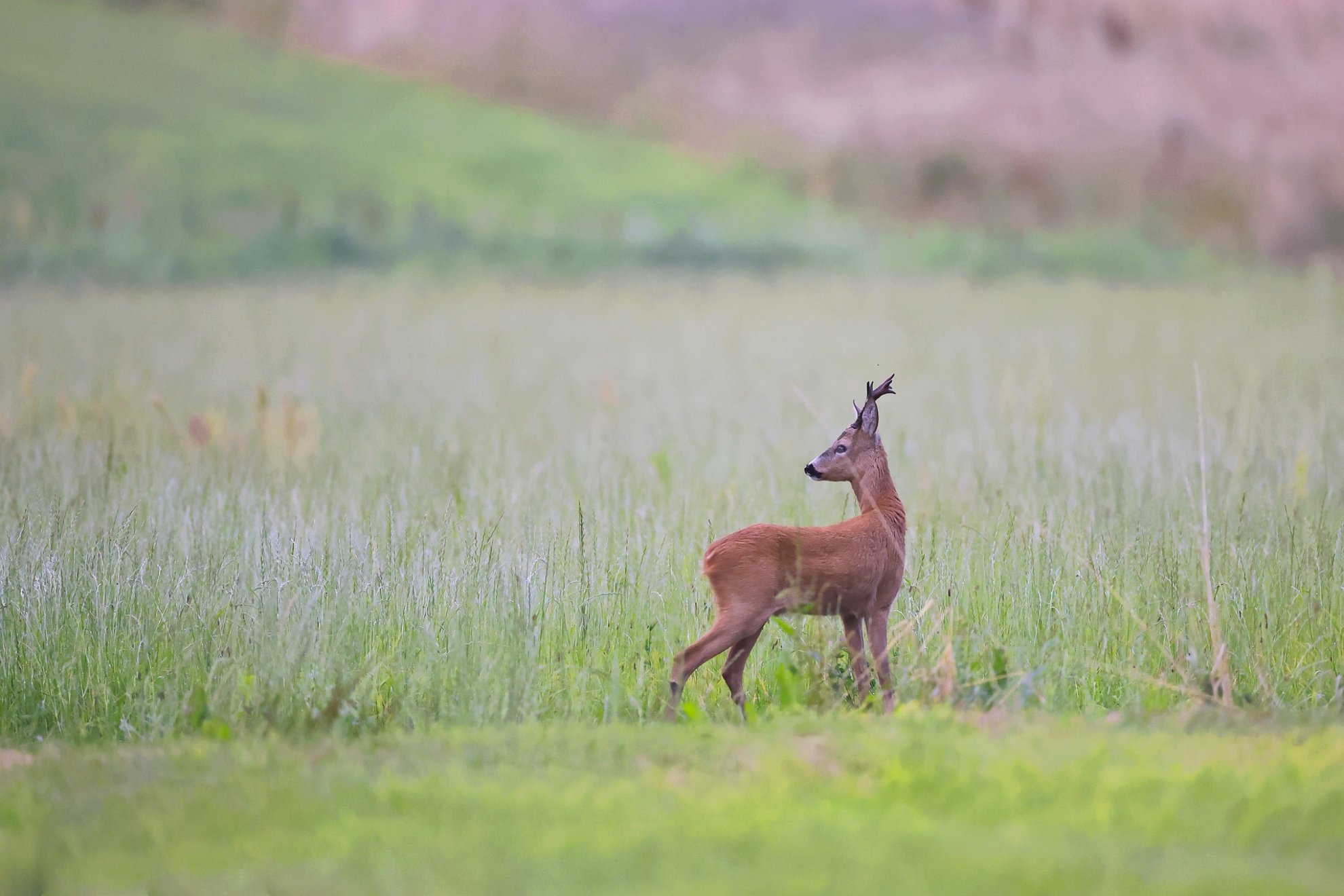 Chasing Giants in Sweden: Exploring Moose and Roe Deer Hunting