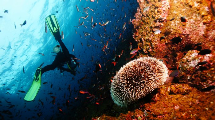 A scuba diver swims above a sea urchin on a coral reef.